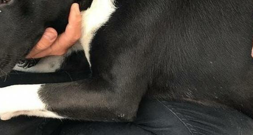 Новороссийцы выкинули пса за забор яхт-клуба: собака упала на припаркованный автомобиль