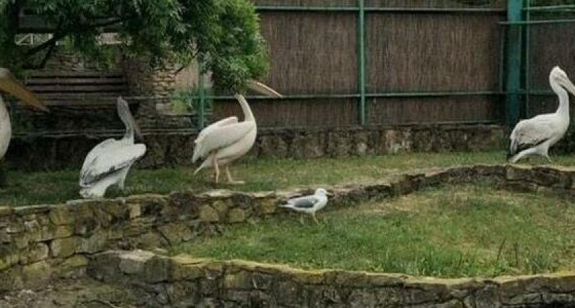«Возможно, и не Гриша вовсе». У пеликана, найденного в порту Новороссийска, не могут определить пол