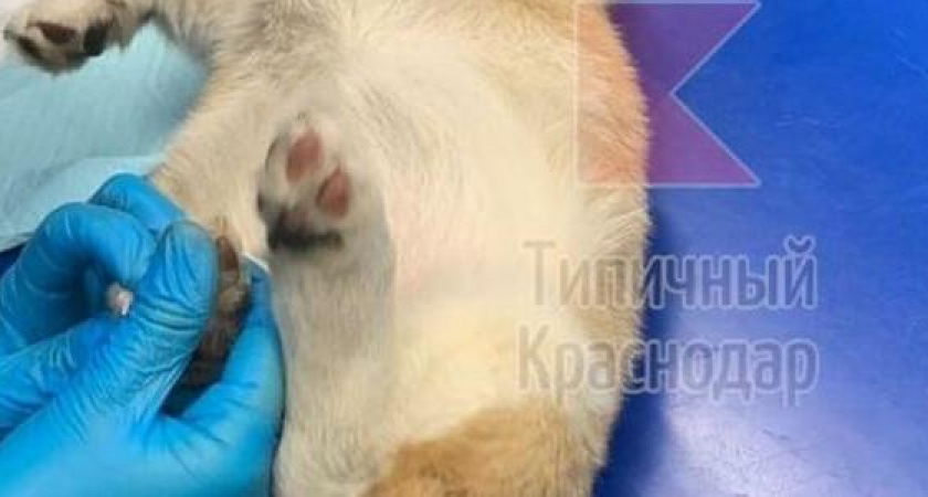 В Краснодаре после прогулки с собаки сняли 63 клеща