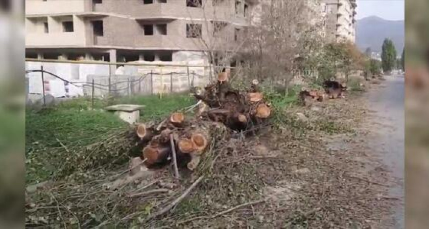 В Новороссийске вырубили 26 тополей: по факту уничтожения аллеи возбуждено уголовное дело