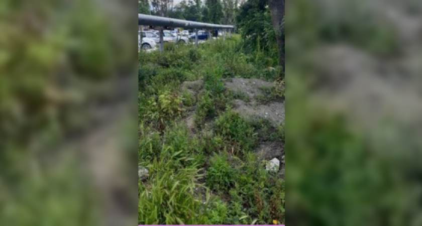 Жители Новороссийска просят ответственных лиц покосить траву во дворах