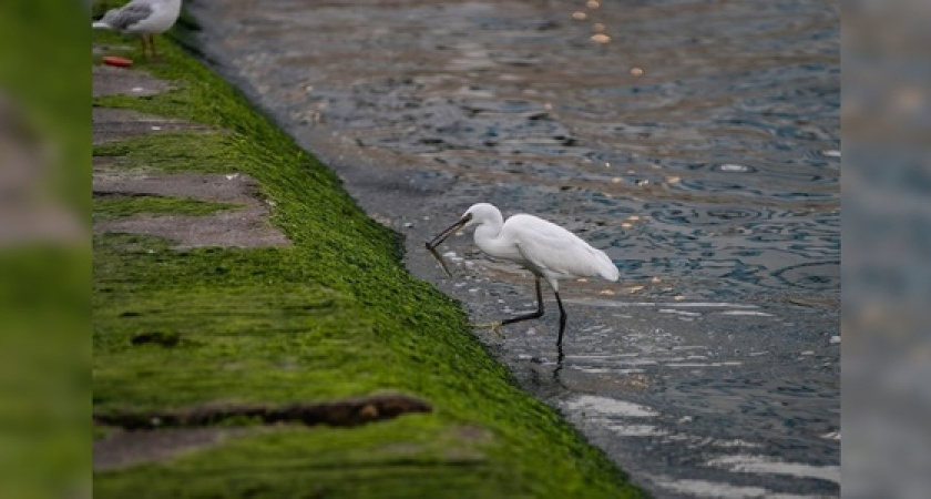 На набережной Новороссийска рыбачат белые цапли