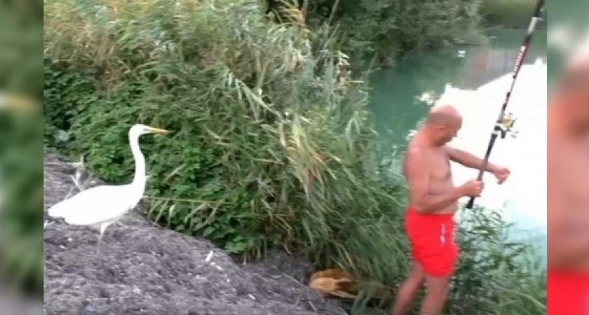 Рыбаки Новороссийска приручили цаплю и назвали ее Федя