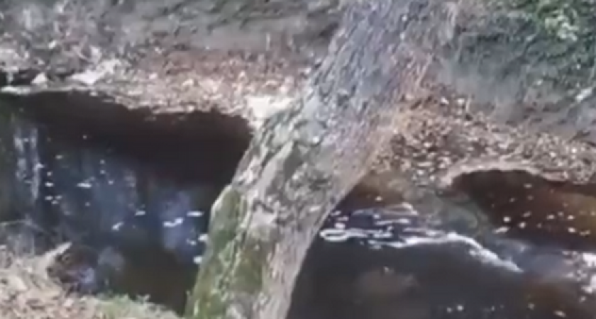 «Вода коричневая и пенится»: новороссийцы сняли на видео слив нечистот в реку Цемесс