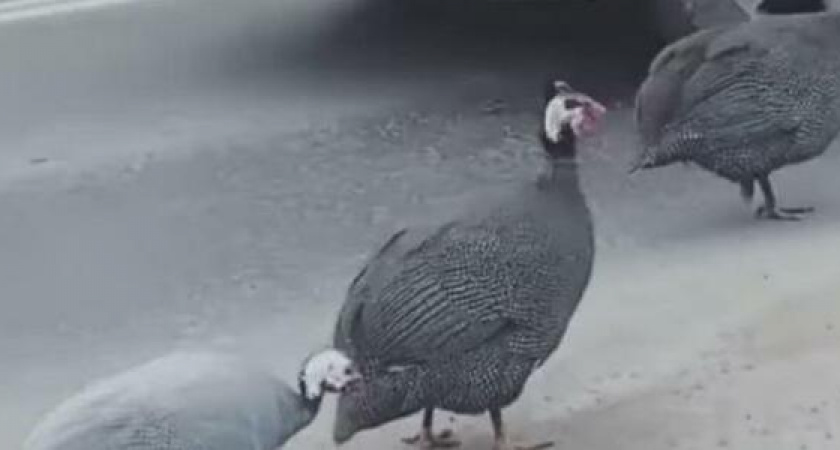 В Новороссийске три цесарки создали пробку на Дзержинского: забавное видео