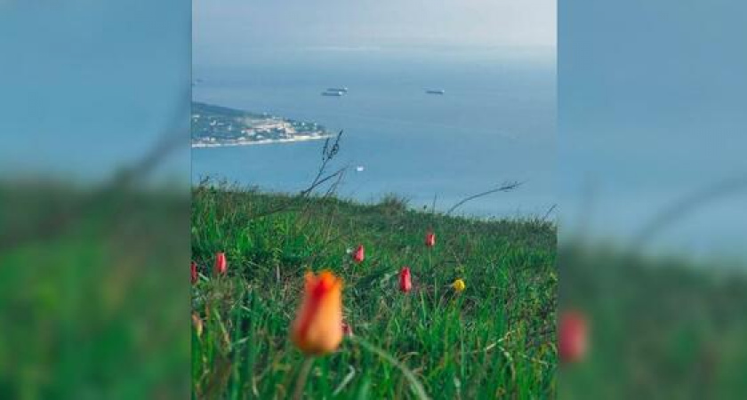 На Маркотхском хребте вблизи Новоросисйска зацвели тюльпаны Шренка