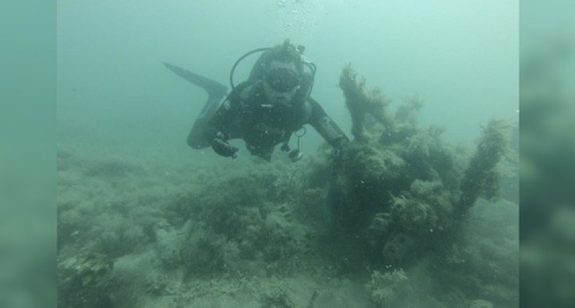 Ученые нашли жизнь в «мертвом» слое Черного моря