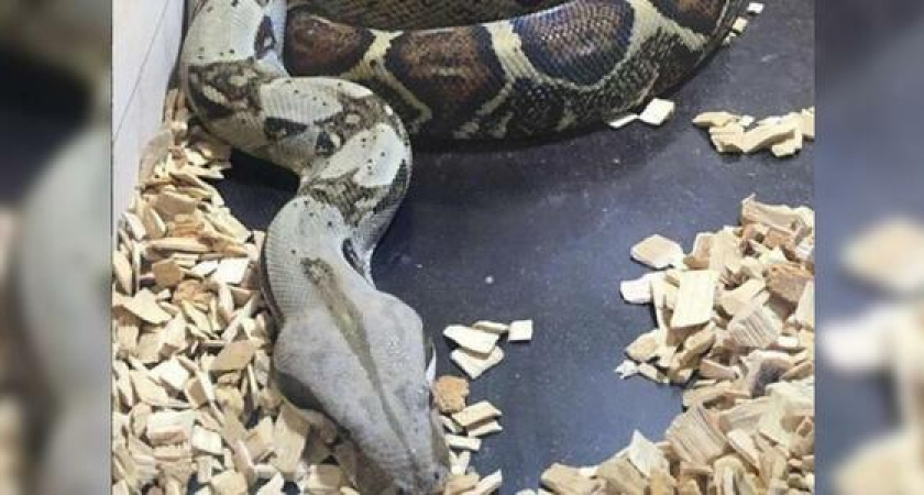 В Новороссийске на улице поймали полутораметрового удава