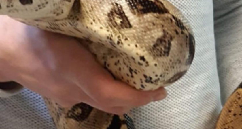 В ветеринарную клинику Новороссийска привезли беременного удава: видео