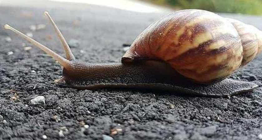 В Новороссийске поймали «улиточного закладчика»: мужчина прятал наркотики в панцири моллюсков