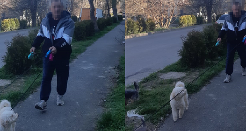 Хозяин трех собак пообещал "дать по морде и переломать кости" новороссийке за просьбу убрать фекалии своих питомцев