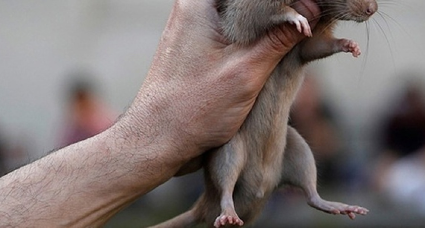 Крыса оставила без электроэнергии целый район Новороссийска