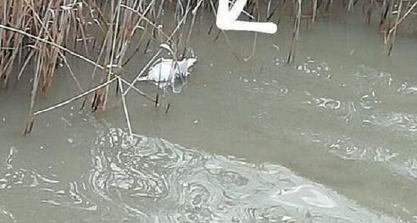 Жители Новороссийска хотели показать детям лебедей,  а нашли мертвых чаек