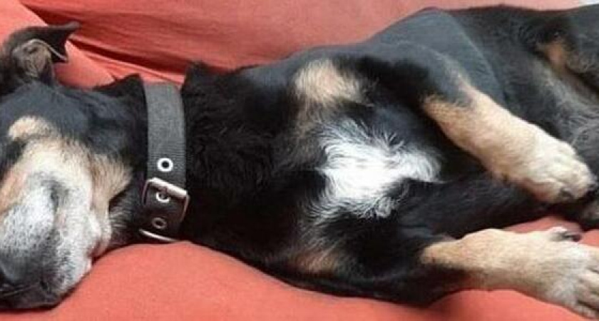 «Жорик дома живет!» Жители Новороссийска рассказали о преданной таксе с Яндекс-панорам