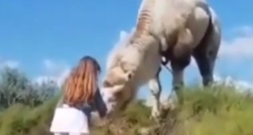 В Джемете бесхозного верблюда напоили водой