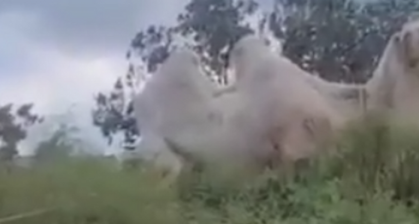 В Анапе оштрафовали пляжного фотографа с верблюдом