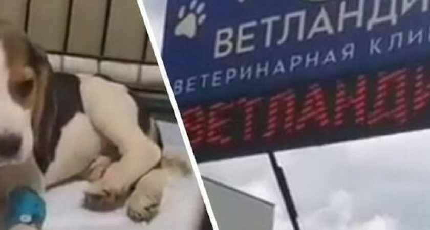 «Горы мусора и мертвые животные!»: новороссийка рассказала, в каких условиях содержат животных в одной из ветклиник города