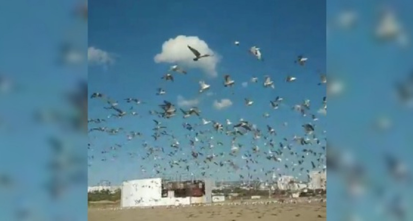 Дух захватывает: новороссийцы сняли на видео синхронный полет стаи чаек