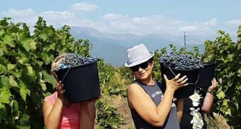 В Абрау-Дюрсо хотят производить чай и масло из виноградных косточек