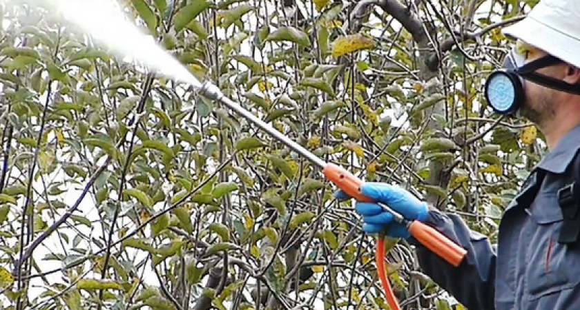 Власти Новороссийска потратят более полмиллиона рублей на уничтожение жуков-вонючек, комаров и грызунов