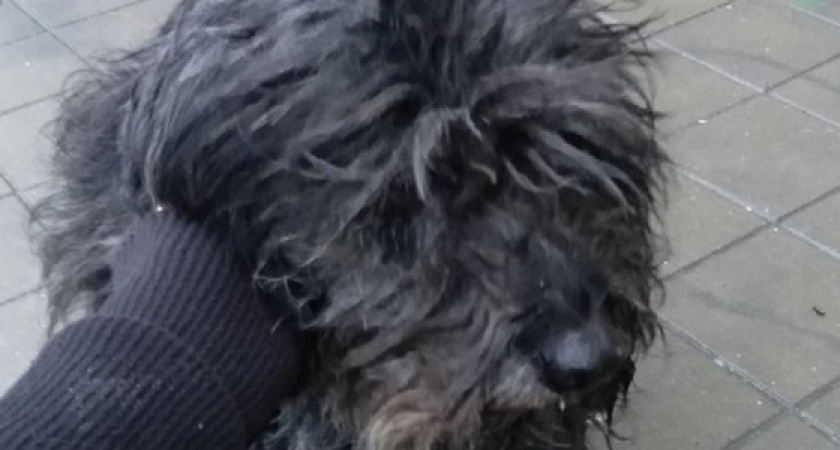 «Это же Яша!» В Новороссийске хозяйка узнала потерянную два года назад собаку на фото в сети