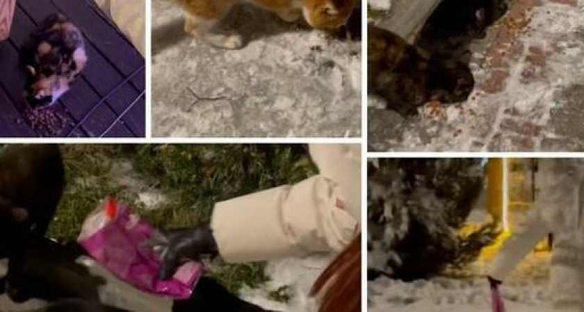 "Не забывайте о пушистых, особенно в такой холод!": новороссийцы подкармливают бездомных животных