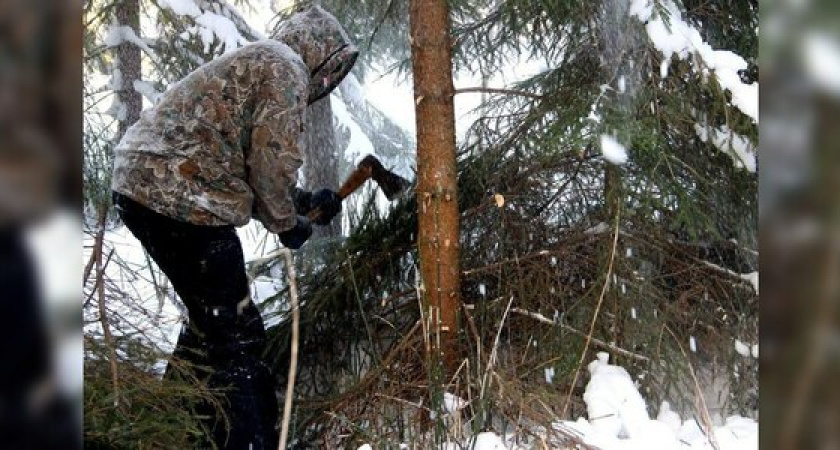 Лесничество перед Новым годом патрулирует леса Новороссийска в поисках нелегальных дровосеков