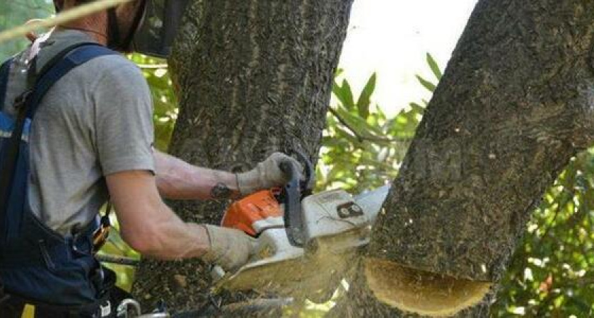 В центре Новороссийска спилили тополя