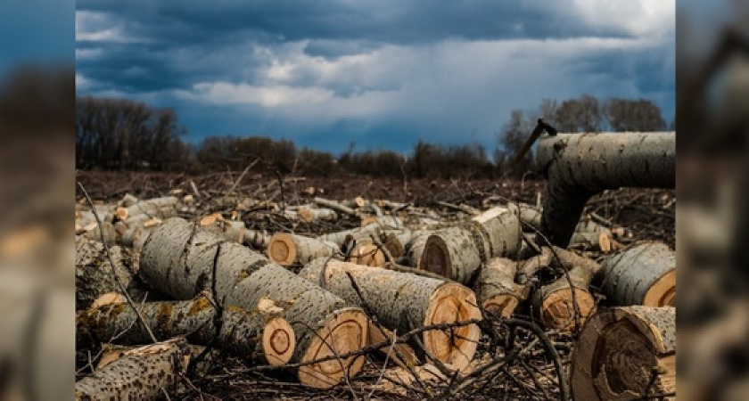 В окрестностях Новороссийска вырублено более 100 кубометров леса
