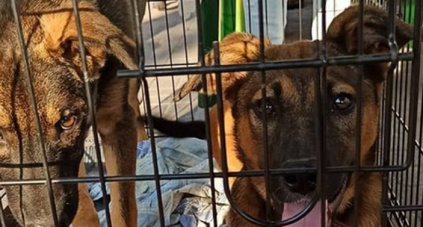 В Новороссийске пройдет выставка бездомных животных «Пушистый друг»