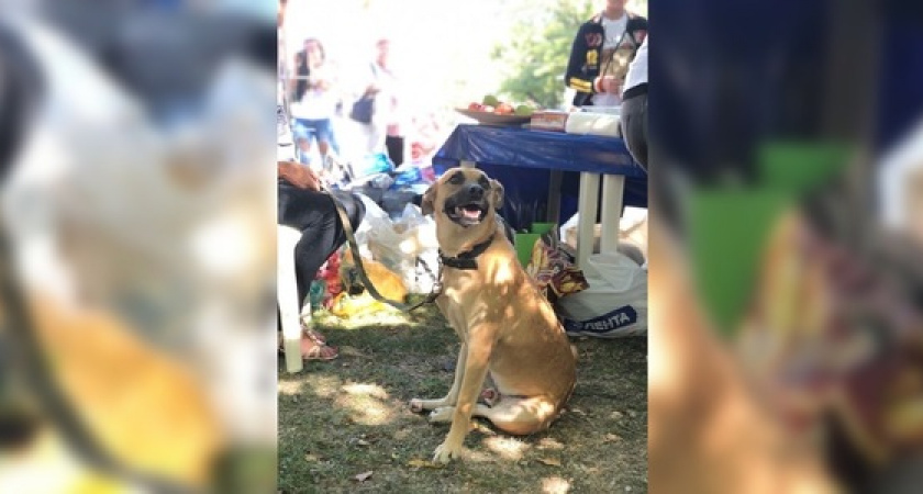 В Новороссийске проходит выставка бездомных животных