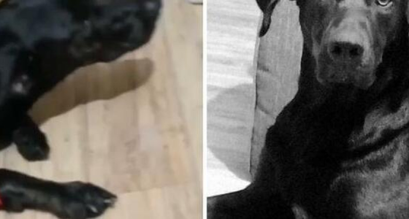 Она умирала в муках: в Новороссийске догхантеры отравили собаку