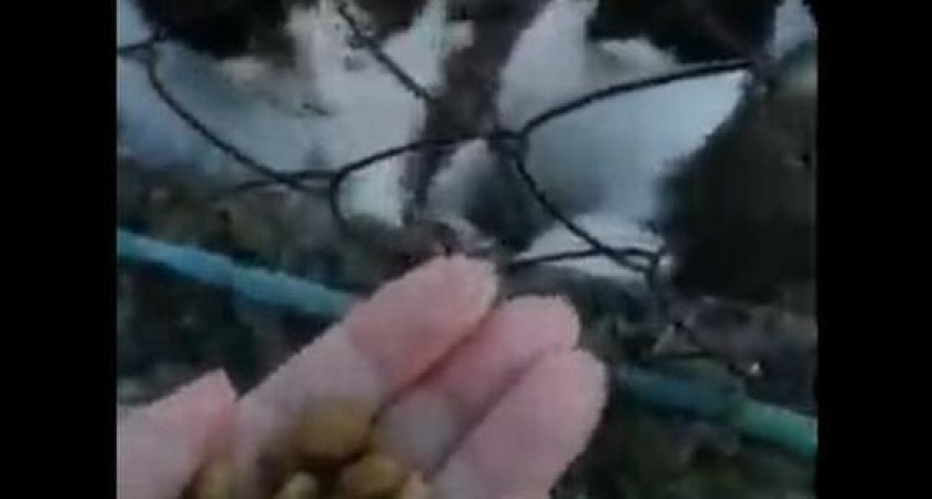 «А они – голодные, ждут хозяев».  Новороссийцы продали дом и бросили своих животных без еды и воды