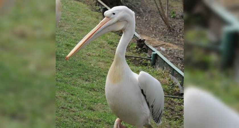 Пеликану из порта Новороссийска сделали рентген, чтобы узнать, есть ли внутри птицы бриллианты