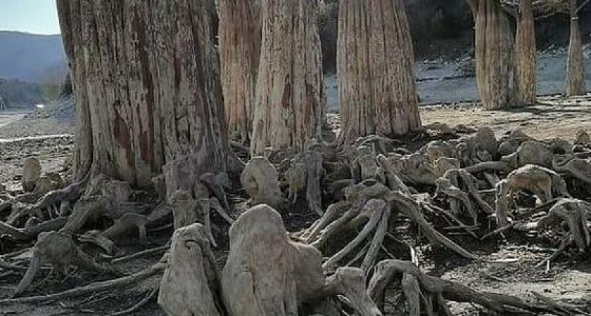 «Летом этого не увидишь». Фото зимних кипарисов на озере Сукко поразили новороссийцев