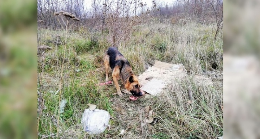 «К нам вышел скелет собаки»: брошенная в лесу овчарка тихо умирала от голода, когда ее нашла семья из Новороссийска