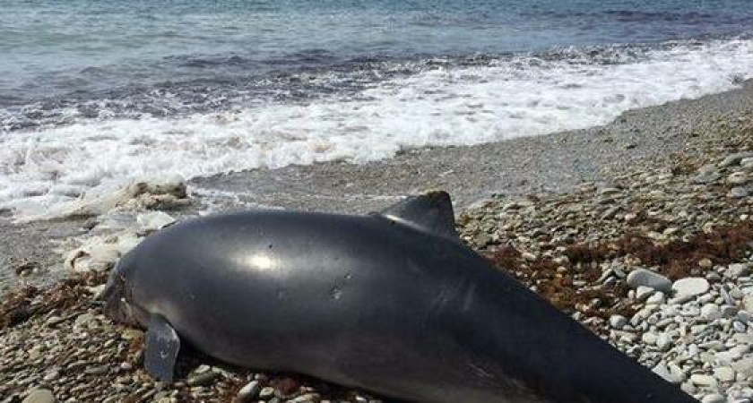 Что делать, если вы нашли мертвого или больного дельфина? Памятка новороссийцам