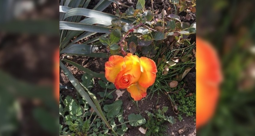 В январе на улицах Новороссийска, вместо снега, можно увидеть розы