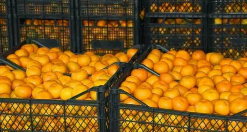 Мандарины на четверть миллиона исчезли по дороге из Новороссийска