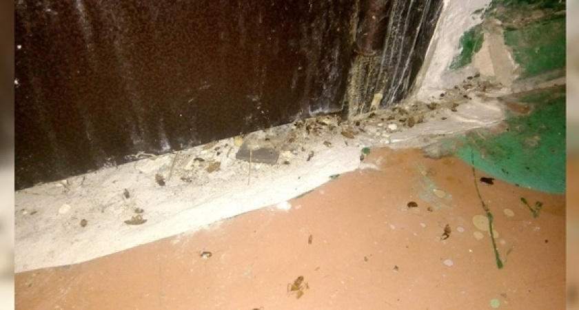 Новороссийцы сфотографировали, как из соседской квартиры ползут полчища тараканов