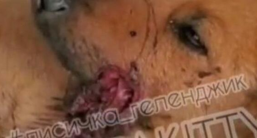 "Целился прямо в пасть". Волонтеры Геленджика спасают собаку, которую живодер расстрелял из ружья