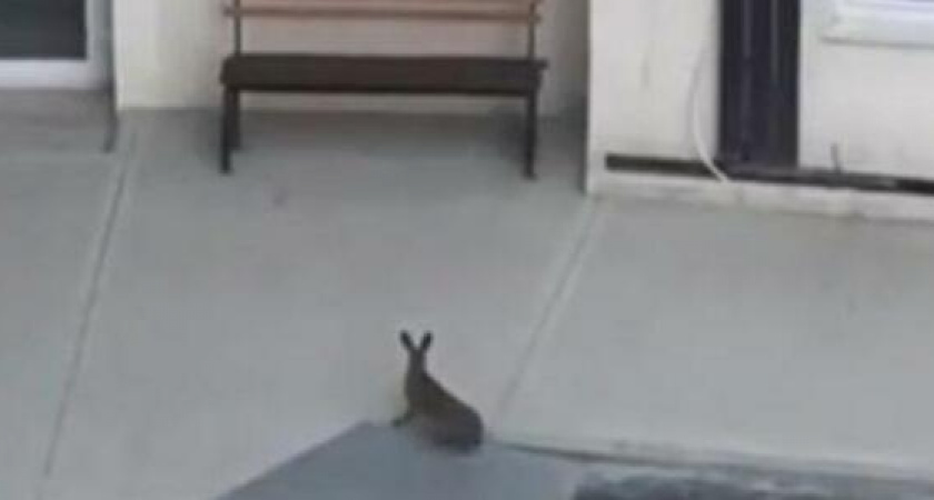 «Косой заблудился». Новороссийцы сняли на видео дикого зайца во дворе многоэтажки