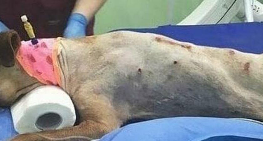 Собаку, которую расстрелял живодер в Геленджике, прооперировали в Москве