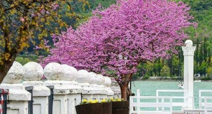 Сиреневый рай: в Абрау расцвел багрянник, а в Мысхако – душистая глициния: где сделать красивые фото