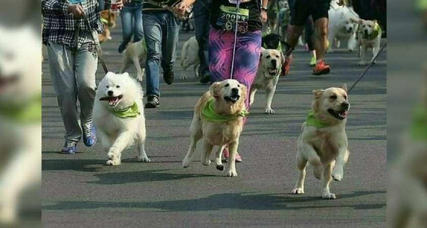 В Новороссийске состоится благотворительный забег с животными