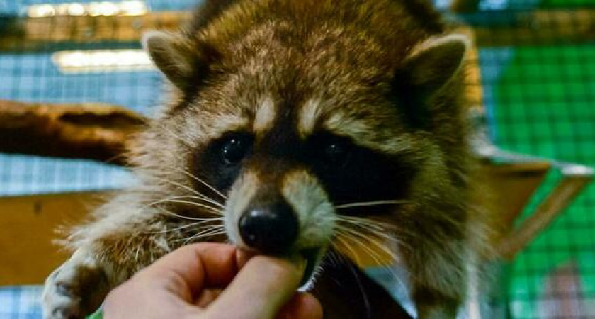 Запрещен отстрел, пичканье животных вредными лекарствами и много другое: с нового года вступили в силу новые законы о защите  животных