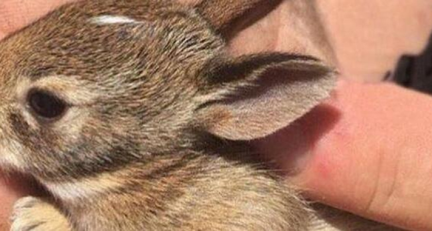 Жители Новороссийска спасли крохотного зайчонка