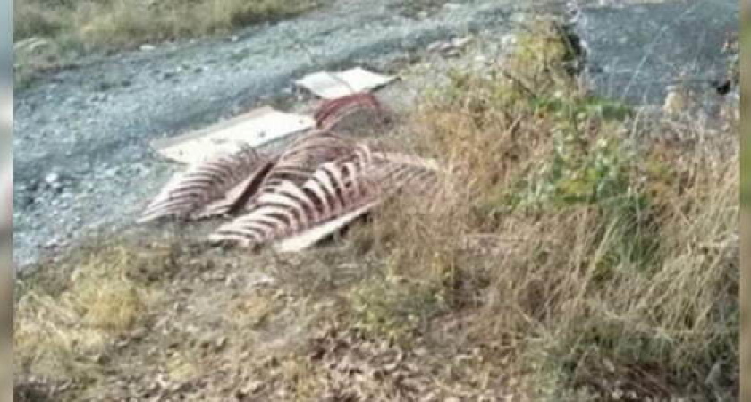 Новороссийцы нашли около детского сада кости животных