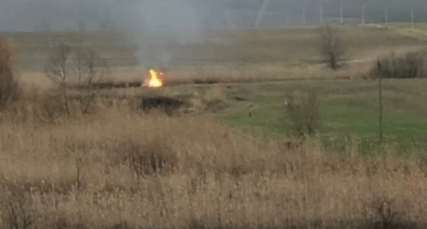 Под Новороссийском арендатор земли поджег камыш, чтобы прогнать енотов