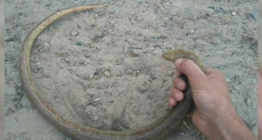 Жители Новороссийска сняли на видео, как играют с огромным желтопузиком